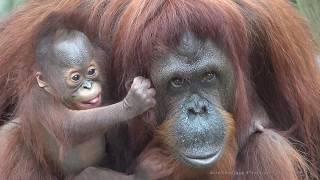[4K] Who is a pretty baby orangutan?