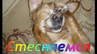 Учим собаку стесняться. Забавные трюки / Teach your dog to hesitate. Funny tricks.