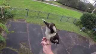 Kookaburra Feeding - Not Beans Again
