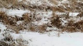 Волк с Казахстана уже добрался до села Красный Яр Омская область Январь 2020