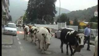 Transumanza  Valli di Lanzo 2009 parte6