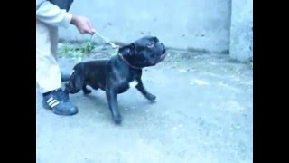 French Bulldog bite work. Французский бульдог защита