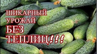 ОГУРЦЫ В ОТКРЫТОМ ГРУНТЕ. ПОСМОТРИТЕ ЭТО ВИДЕО, ЕСЛИ ХОТИТЕ ПОЛУЧИТЬ УРОЖАЙ БЕЗ ТЕПЛИЦ!