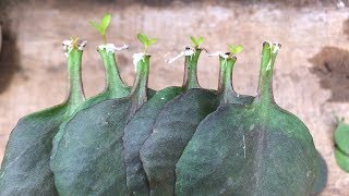 Trồng lá cây sống đời trong chai nhựa | Kalanchoe | Bryophyllum calycinum