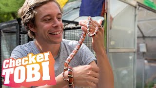 Der Ungeziefer-Check | Reportage für Kinder | Checker Tobi