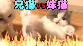 生後44日目！子猫のじゃれ合いが熱戦すぎて激かわいいw【子猫プロレス】【子猫の成長日記  #44】
