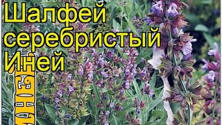 Шалфей серебристый Иней. Краткий обзор, описание характеристик, где купить семена