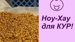 НОУ-ХАУ для КУР! И снова хитрости. | Raising Chickens for Eggs.
