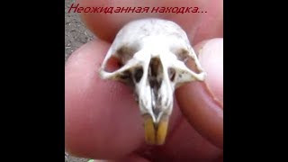 Поиск кладов на месте старой немецкой деревни.....Кладоискатели Одессы.