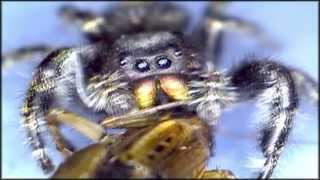 Паук жрет сверчка (под микроскопом). Spider eating a Cricket under a Microscope.