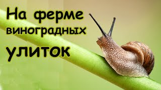 Ферма Виноградных улиток - Как выращивать улиток