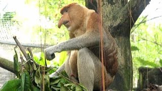 Proboscis monkey - zoo sex-simbol. Носач - секс символ Сингапурского зоопарка.