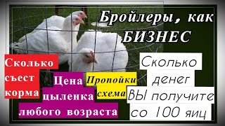 Бизнес на бройлерах, себестоимость, схема пропоек. Как рассчитать цену цыпленка в любом возрасте