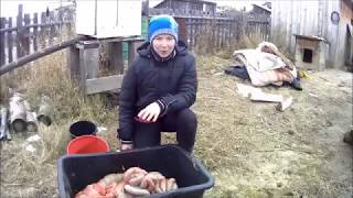 Как правильно выделать кишки для колбасы