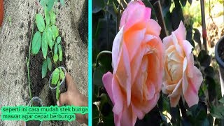 Berbagi tips cara mudah stek bunga mawar agar cepat berbunga