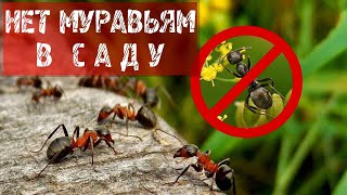 267  Как избавиться от муравьёв на садовом участке.