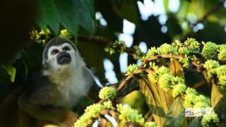 La Selva Lodge - Amazon Jungle Experience