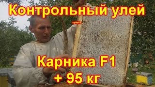 Отбор мёда. Контрольный улей,  Карника F1  +95 кг мёда