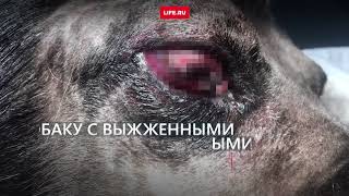Собаке выжгли глаза кислотой