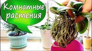 13. Две орхидеи в одном горшке без субстрата растят цветоносы!