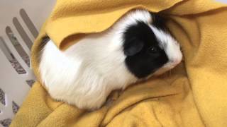 G-Pig with bacterial cystitis bladder stones and fungal gastritis