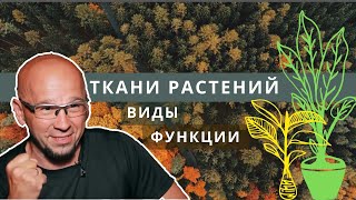 Ткани растений. Функции. Виды тканей: проводящая, покровная, образовательная. Биология 5 класс 6 ЕГЭ