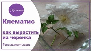 ? Вы хотите научиться превращать обычный черенок клематиса в волшебную палочку? тогда смотрите
