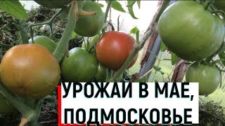 Выращивание ранних помидоров  Урожай в мае-часть2