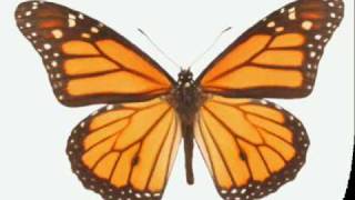 BUTTERFLY - American Sign Language for butterfly