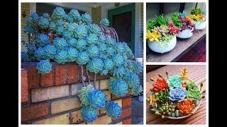 ? APRENDA A DEIXAR AS  SUCULENTAS SUPER COLORIDAS -ADQUIRA O GUIA COMPLETO NA DESCRIÇÃO DO VÍDEO