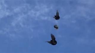 Николаевские голуби.Pigeon.Начинаю смотреть.