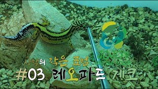 #03 사막 위의 작은 표범! 레오파드 게코!