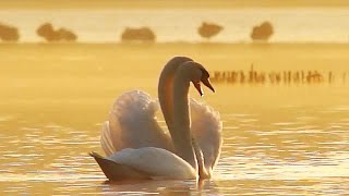 Лебеди-шипуны (Cygnus olor) - Mute swan | Film Studio Aves