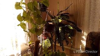Комнатные растения 29 мая 2018 г.