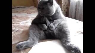 Смешное видео про котов. Британский кот   чистит  свой хвост