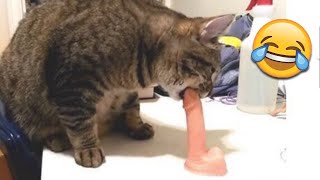 МНЕ Б ТАКОГО КОТА! Я Б НЕ ЖЕНИЛСЯ НИКОГДА! СМЕШНЫЕ ЖИВОТНЫЕ