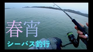春宵に漂う心とシラス 編【サーフシーバス】