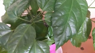 Комнатные растения. 8 февраля 2019 года. (2 часть)