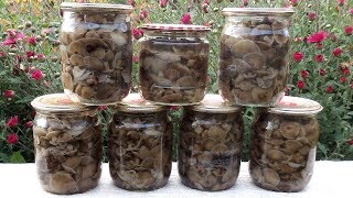Сбор и консервирование опят. Заготовка на зиму