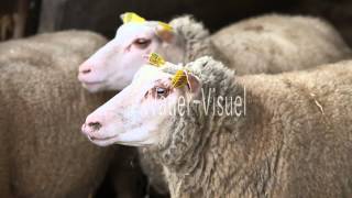 Brebis Mouton de race Charmoise en bergerie 120128M039