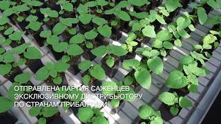 Саженцы Павловнии (Адамово Дерево)в странах Прибалтики
