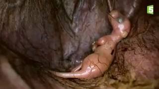 Les premiers mois d'un bébé kangourou - ZAPPING SAUVAGE