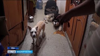 Зооскандал в Уфе: тринадцать собак выселили из квартиры