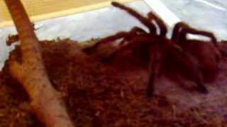 Grammostola rosea vs Acheta domesticus