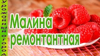 ЛУЧШИЙ СОРТ РЕМОНТАНТНОЙ МАЛИНЫ!!!УРОЖАЙ С СЕРЕДИНЫ ЛЕТА!!!