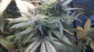 My 4x4 Gro tent and the Results were Kickin'  especially my OG Kush