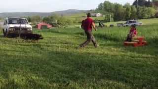 GERMAN SHEPHERD STOP 2 KIDNAPPERS WHO TRY TO KIDNAP A LITTLE GIRL
