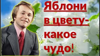 Евгений Мартынов.  Песня Евгения Мартынова "Яблони в цвету- какое чудо! "