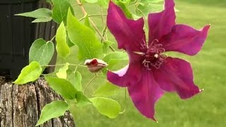 How to Grow Clematis Up a Fence : Gardening Tips