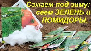 Сажаем под зиму: сеем зелень и помидоры.| Winter Sowing: salad, dill, tomatoes.
